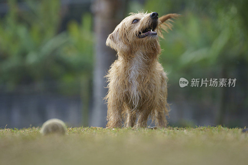 一只快乐的棕色狗在公园里玩耍。