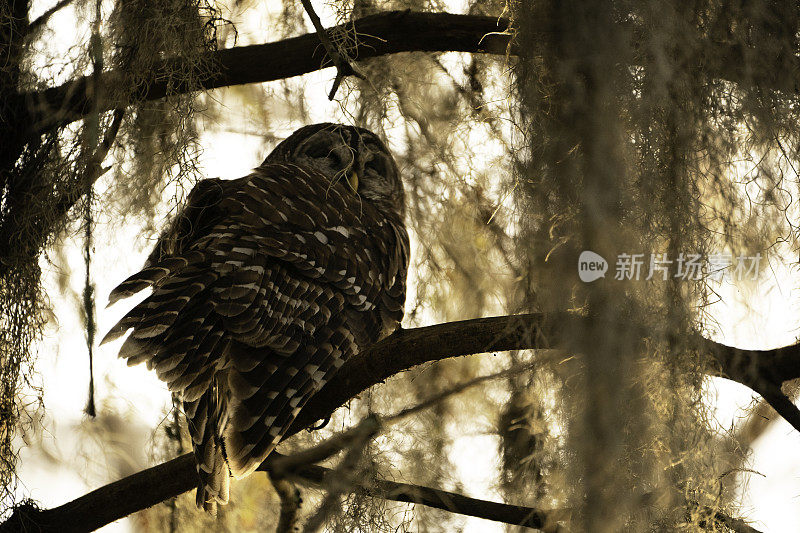 路易斯安那州柏树沼泽中的条纹猫头鹰