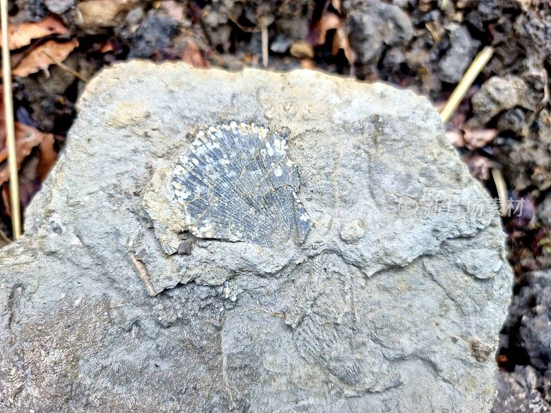双壳纲化石