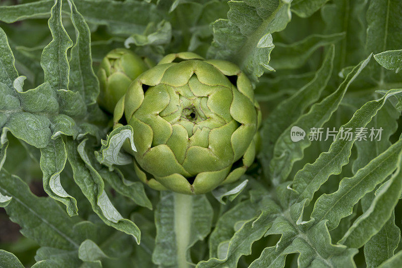 农业种植园中准备收获的朝鲜蓟