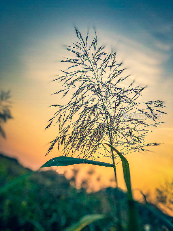 夕阳里美丽的芦苇。