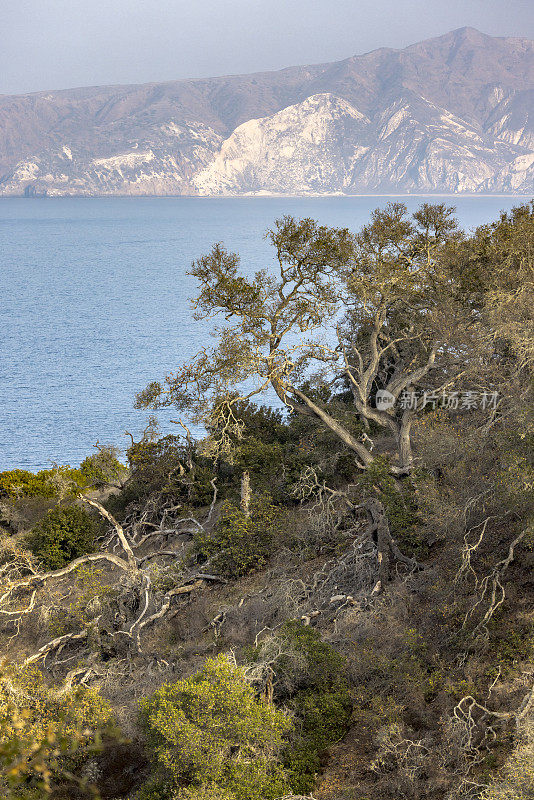 盘根拔节的橡树树枝是圣克鲁兹鹈鹕湾步道的一大特色。