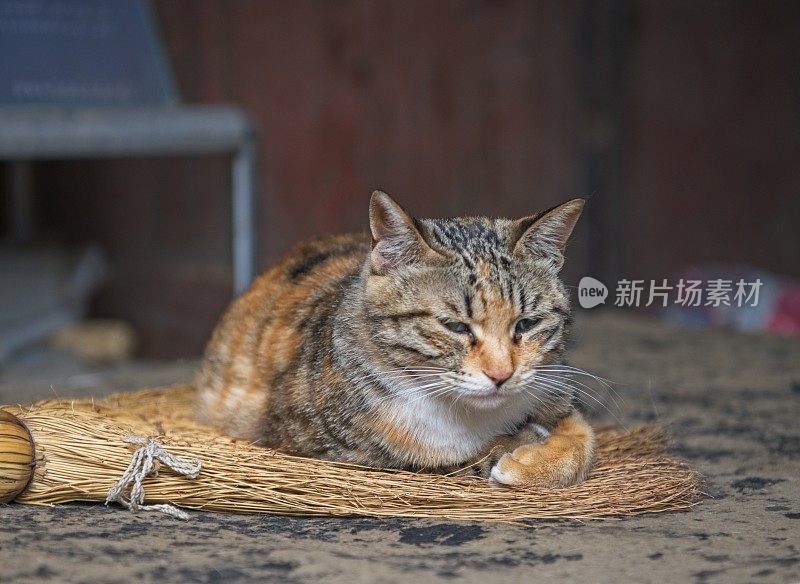 沉睡的猫