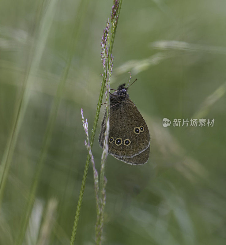 蝴蝶节章鱼