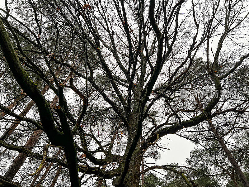 在冬天的小雨中，一棵令人毛骨悚然的树。