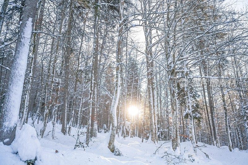 森林冬雪日出