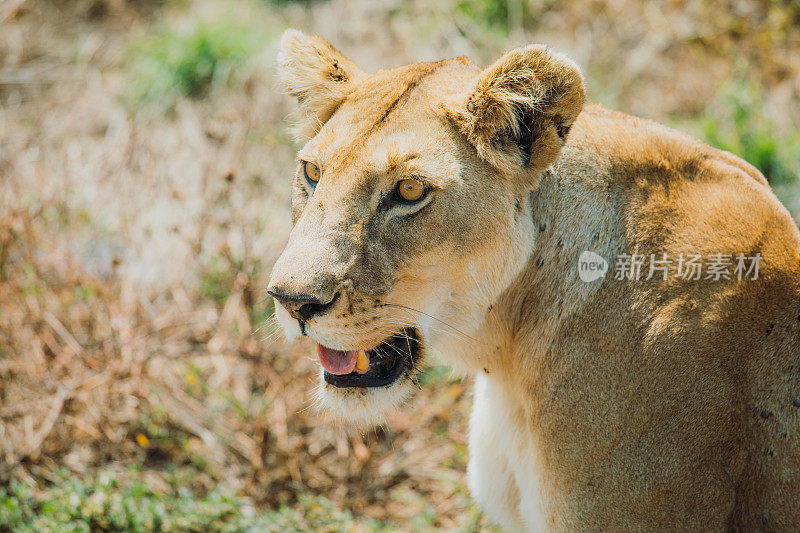 坦桑尼亚塞伦盖蒂国家公园的草地上，一只正在寻找猎物的母狮子