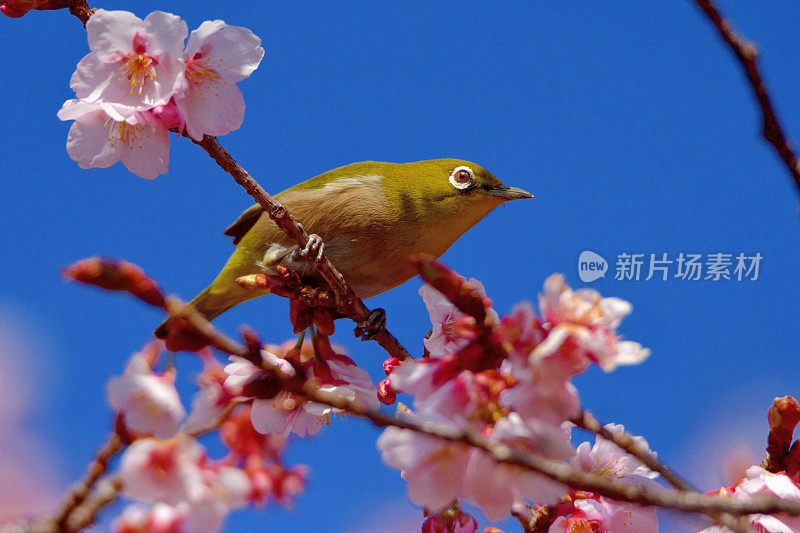 樱花和日本白眼