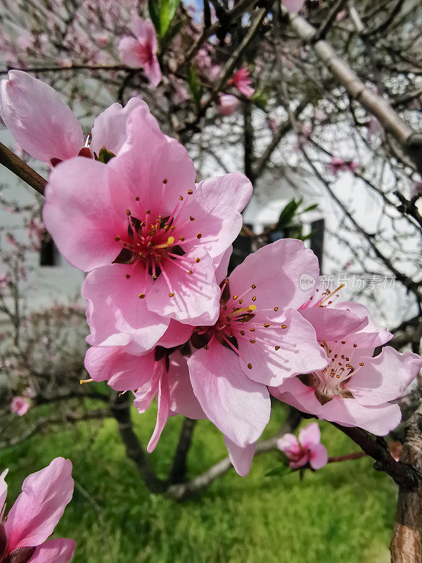 早春樱花盛开。樱花象征复兴