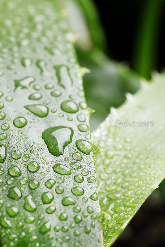 绿色的芦荟植物滴