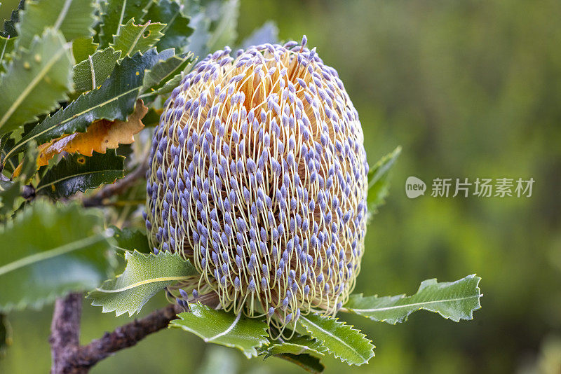 特写灌木中的班克斯花，美丽的自然背景与复制空间