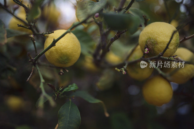 柠檬长在花园里的一根树枝上。