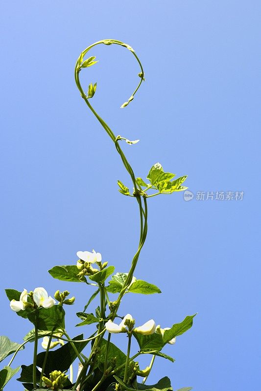 长豆藤的节奏