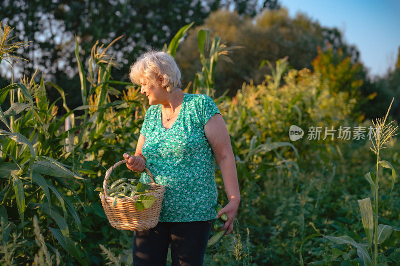 高级妇女收割自家种植的农产品