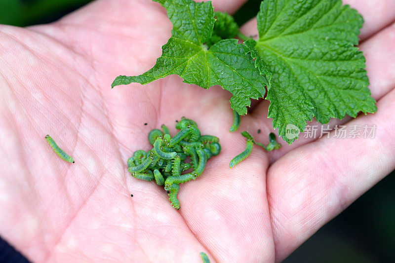 商城醋栗锯蝇幼虫。醋栗锯蝇是醋栗和醋栗的害虫。