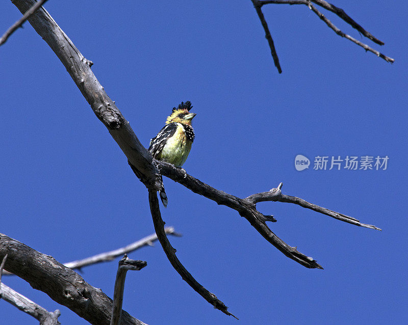 凤头鹦鹉