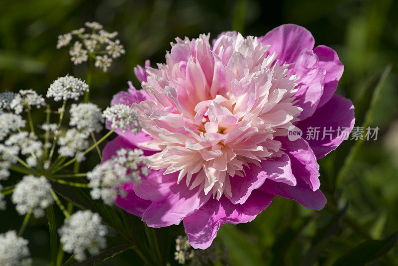 花园里牡丹花开