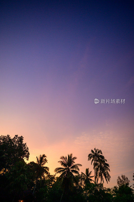 椰子树的剪影在深紫色的天空背景与日出