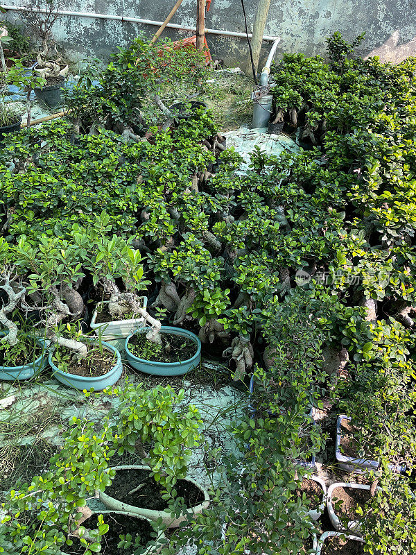 花园中心苗圃室内盆景展示图片，展示树根大、树干呈s形弯曲的无花果树盆栽
