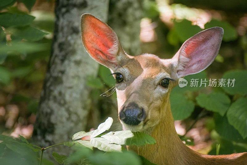 鹿的特写肖像