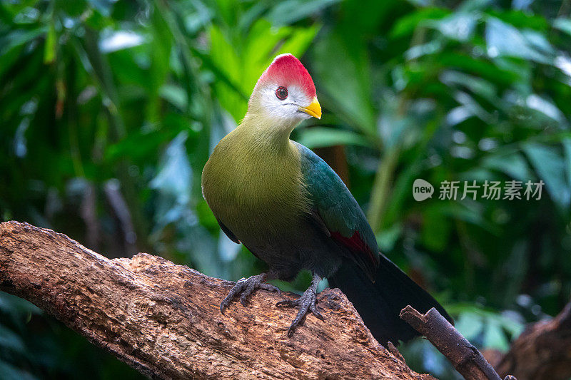 红冠turaco