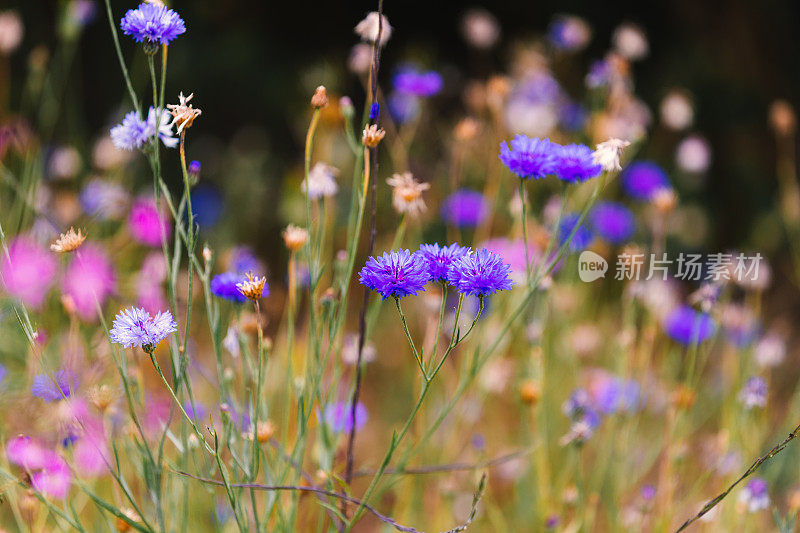 带着温暖金色时辰光的野花草地