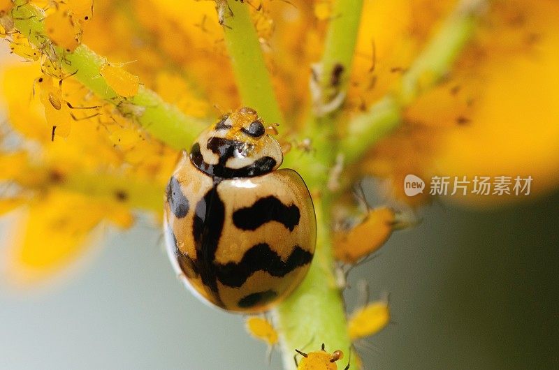 甲虫和蚜虫的分支动物行为。