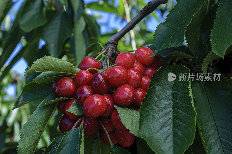 樱桃树上的樱桃特写