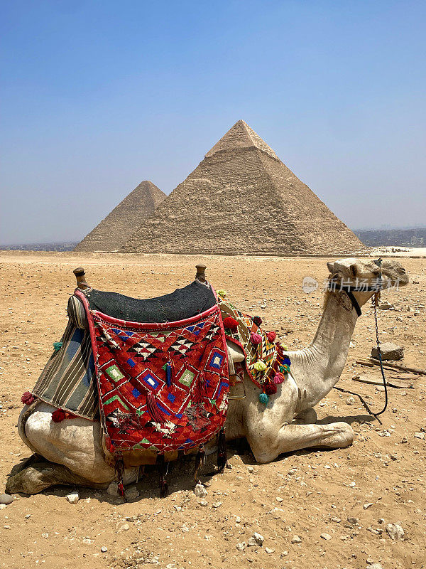 埃及开罗，吉萨，金字塔前的骆驼