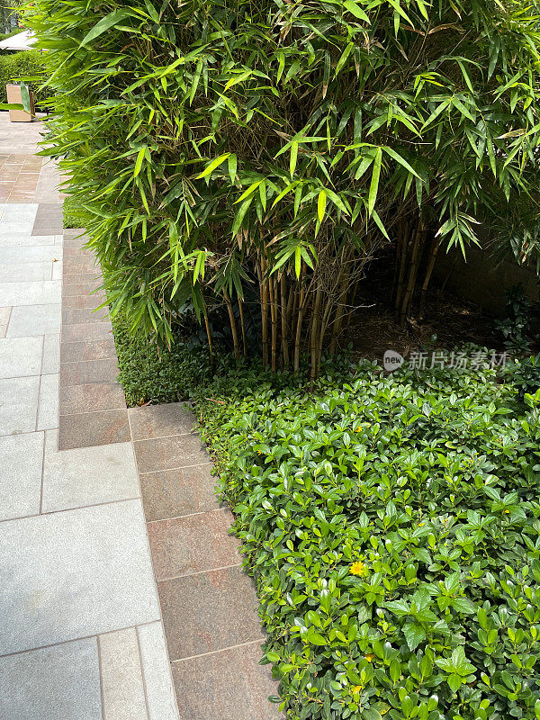 近距离的图像铺设天井区域，竹子和灌木，植物边界，重点在前景