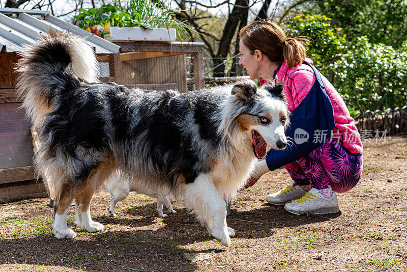 农场里的边境牧羊犬一切都在掌控之中