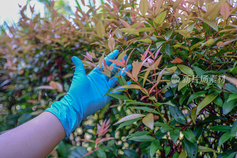 探究叶片中的植物病害。