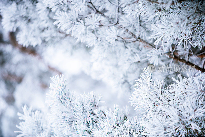 冬天的景象――覆盖着积雪的冰冻松枝。森林里的冬天