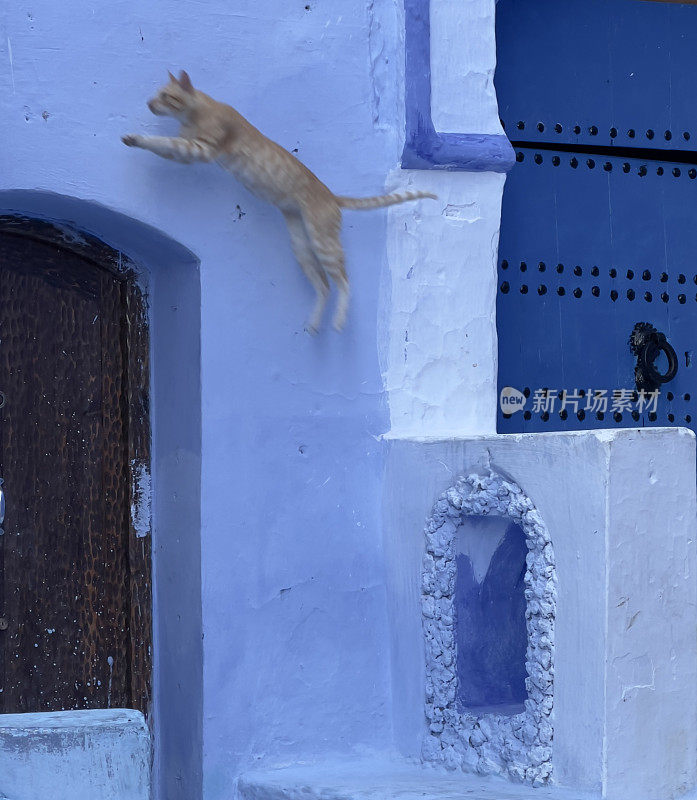 猫Chefchaouen、摩洛哥