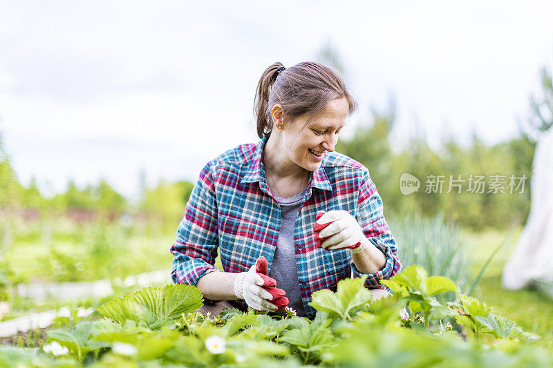 年轻的成年妇女在花园和种植草莓