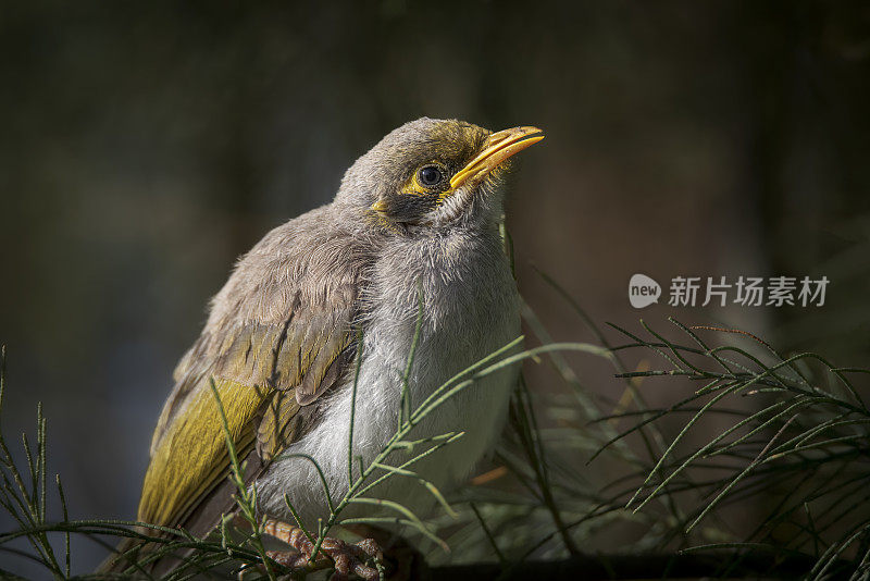 黄喉矿鱼(黄喉矿鱼)