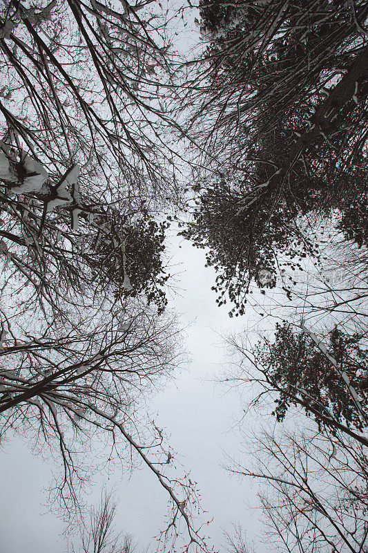 冬季景观，白雪覆盖的树木和阳光