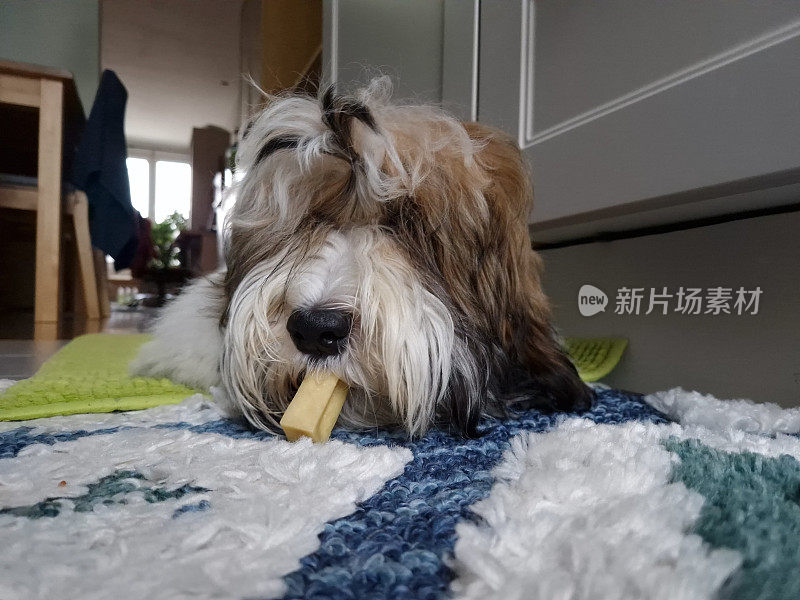 哈瓦那犬