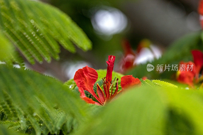 特写开花火焰树与美丽的红色花朵，皇家Poinciana，背景与复制空间