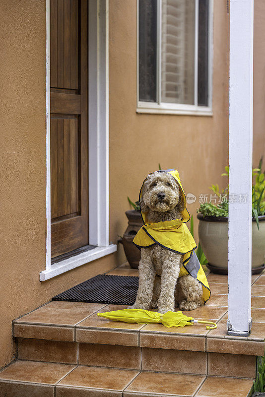 雨天金毛犬散步