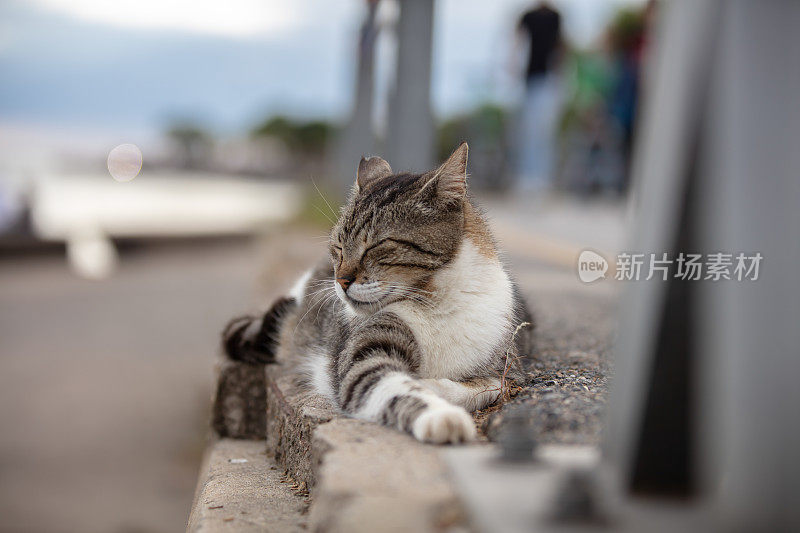 斑纹流浪猫站在街边的墙上。