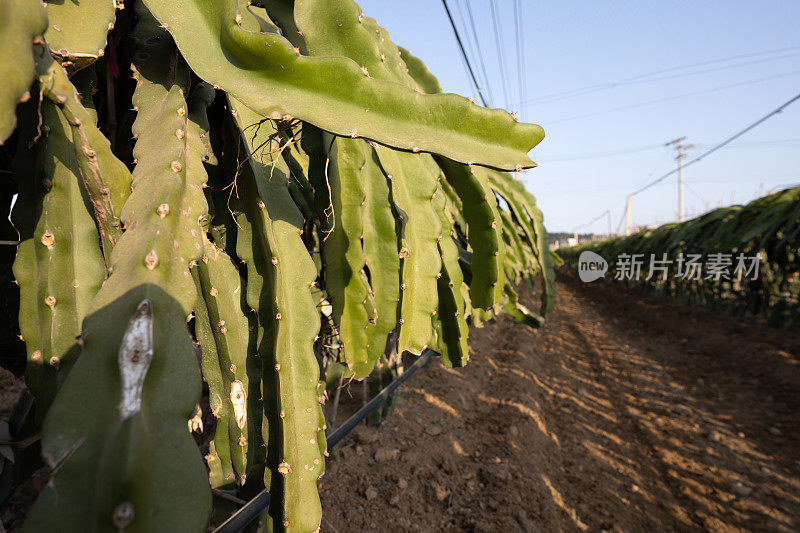 大片的火龙果种植园