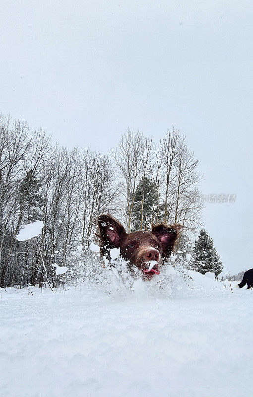 狗在雪地里奔跑。布列塔尼猎犬在深雪中