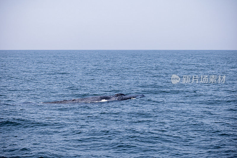 在印度洋浮出水面的大蓝鲸
