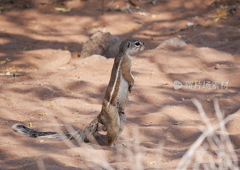 纳米比亚沙漠中的一只地松鼠