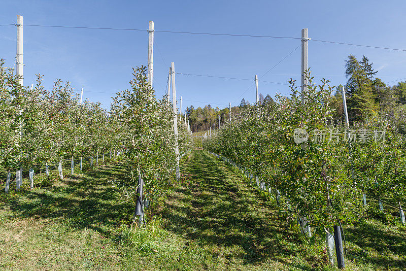 意大利特伦蒂诺农谷的苹果作物