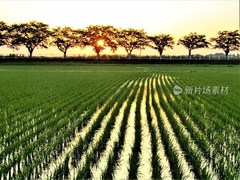 日本。五月底。夕阳下的稻田。的印象。