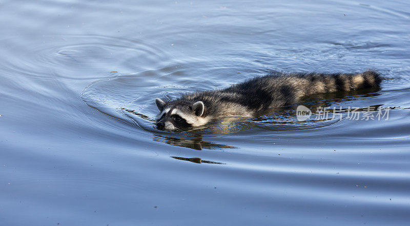 一只普通的浣熊，在游泳，温哥华