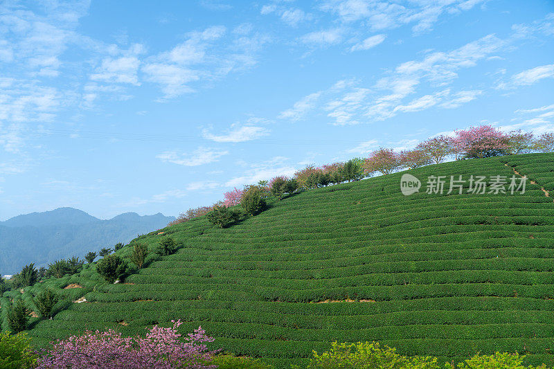 美丽的樱花有机茶园