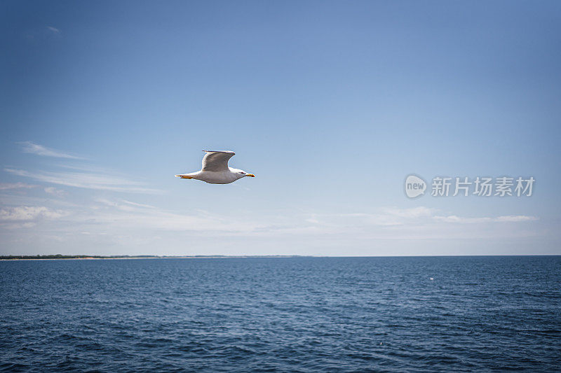 海鸥在爱琴海上空飞翔